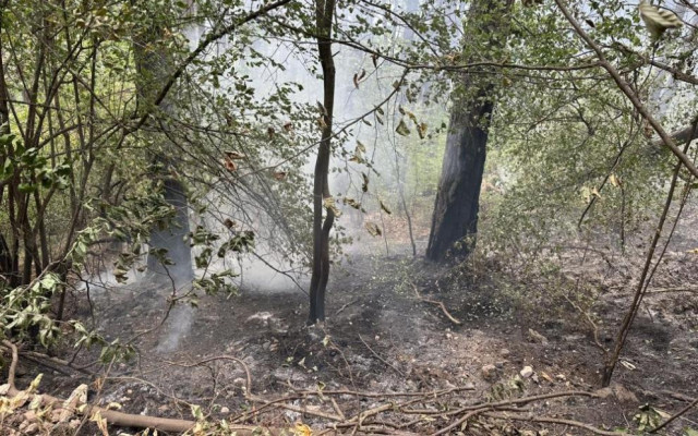 Целият огромен пожар край Чепеларе е овладян