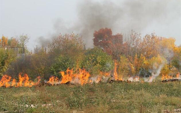 Пожар изпепели близо 300 дка широколистна гора край Белеврен