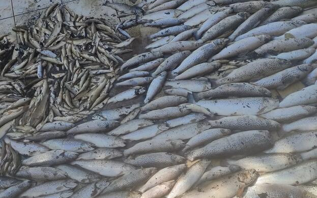 Отпадни води от "битово-фекален характер":  Когато край плажа вони, а в реката рибата измира