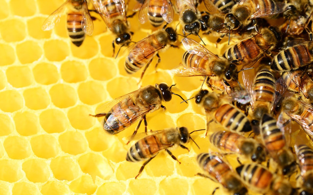 Ще има ли таван на вноса на мед от чужбина