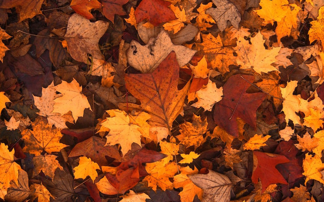Есента е тук: Какво време ни очаква през октомври