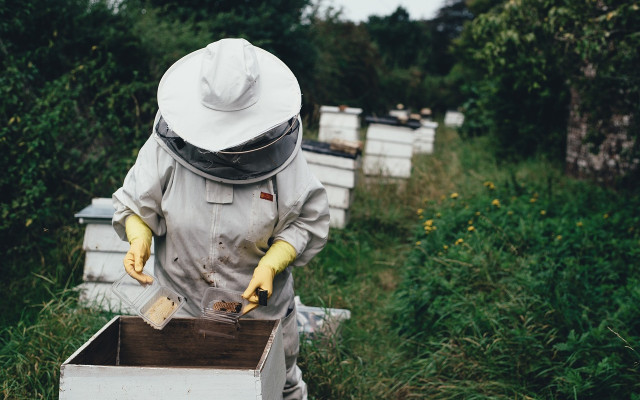 Пчеларите готови за протест - искат квоти за вносния мед