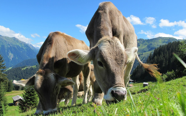 ДФЗ започна изплащането на субсидиите на животновъдите