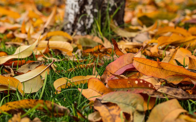 Колко вредна е есенната шума?