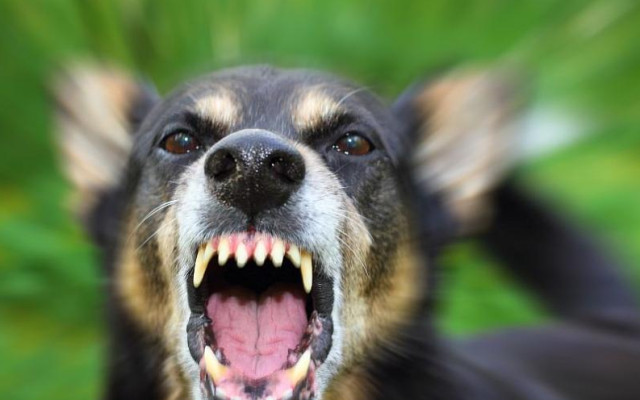 Куче нападна детенце на 4 в Кюстендилско и го нахапа кошмарно