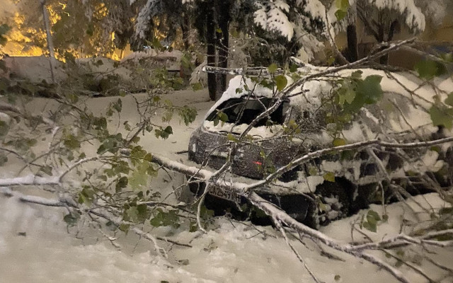 Над 800 сигнала за паднали дървета и клони в София, най-много са в край Симеоновско шосе