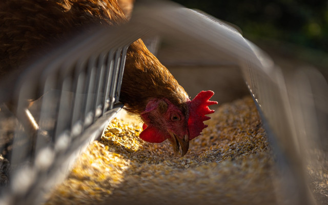 Властта алармира: 20% от яйценосните птици у нас са засегнати от инфлуенца