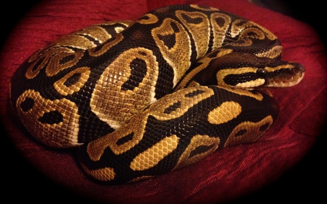 Турски митничари се втрещиха: Откриха 33 питона във влак от България