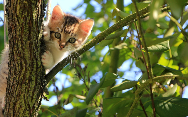Хиляди котки в Кипър са засегнати от мутация на коронавируса