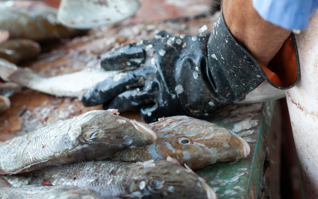 Близо 12 лв. за кг шаран - каква риба ще сложи българинът на трапезата за Никулден?