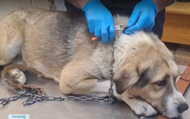 Поредна жестокост:  Мъж влачи куче с колата си, задържаха го