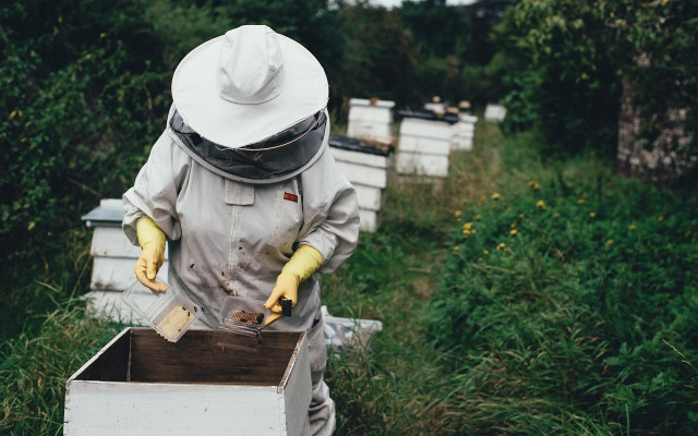 Пчелари: Няма пазар за меда, секторът умира!