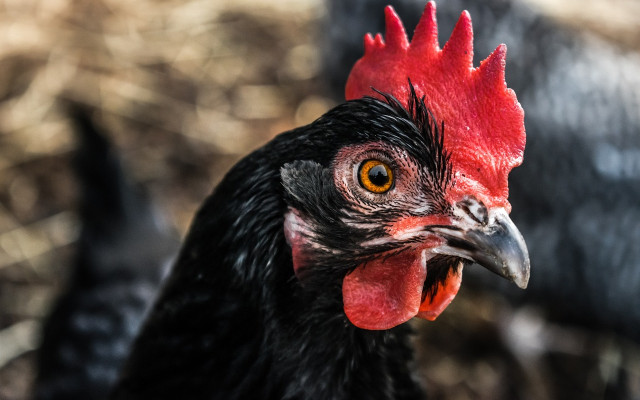 Какво се готви на Атанасовден