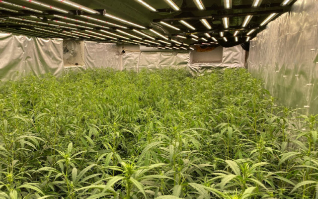 ГДБОП разкри високотехнологична оранжерия за марихуана в столицата