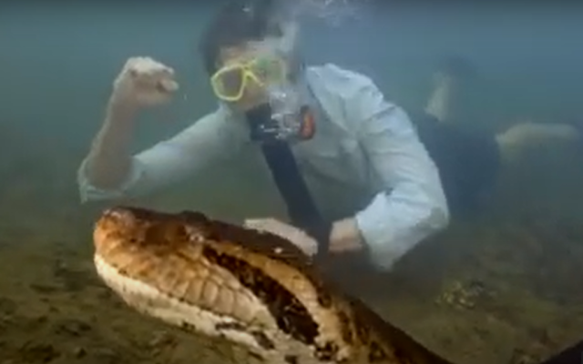 ВИДЕО Ужасия! Откриха най-голямата змия на света! Главата й колкото на човек, теглото й - 200 кг!