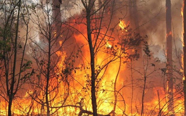 Над 70 горски пожара за последните 100 часа