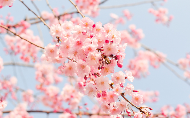 Пролет през февруари - кога температурите ще скочат до 20 градуса