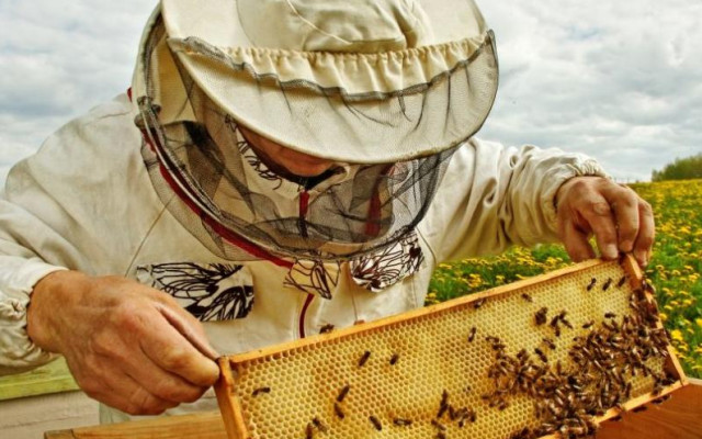 Държавен фонд „Земеделие“ ще предоставя кредити на пчеларите