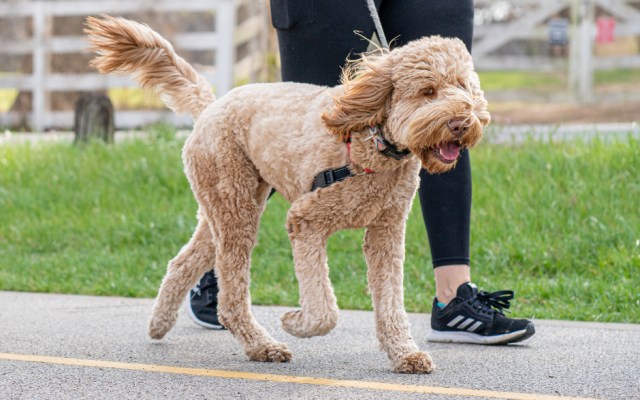 100 лева глоба, ако разхождаме куче, без да носим паспорт