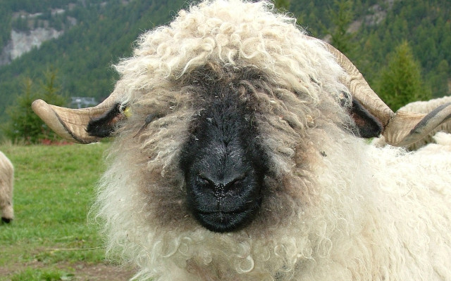 Тарикат създавал клонирани овце-мутанти да ги ловуват богаташи