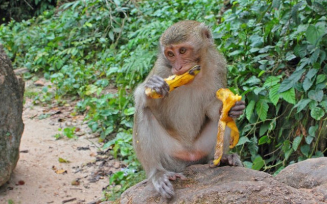Полицията в Тайланд вече ще преследва маймуни