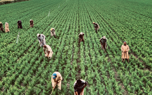 Инспекцията по труда започва засилени проверки в селското стопанство
