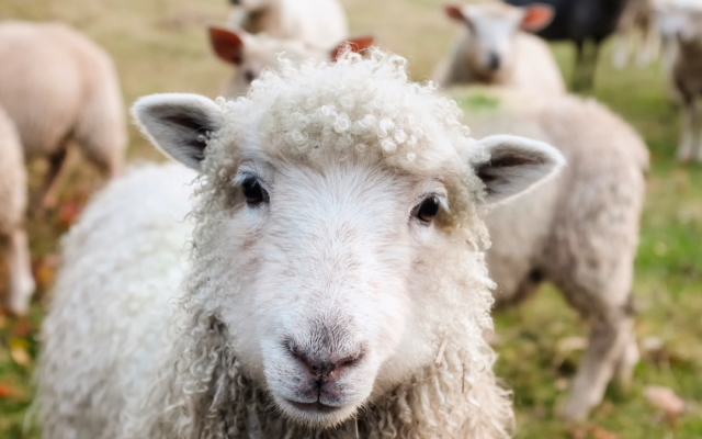 Крадат овце преди Великден