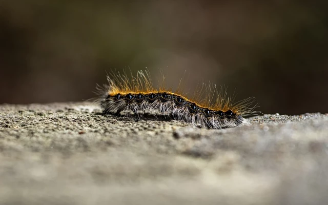 Внимание! Нашествие на опасни гъсеници у нас