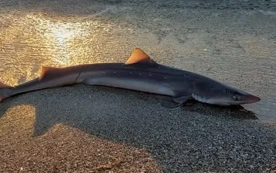 Акула се появи на бургаския плаж