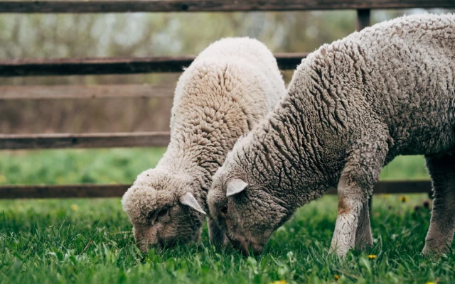 България в топ 3 в Европа по финансово подпомагане на овцевъдството