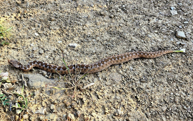Пепелянка ухапа жена на Южното ни Черноморие