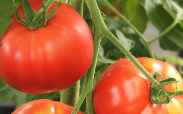 Как да подрежем доматите и защо се налага?