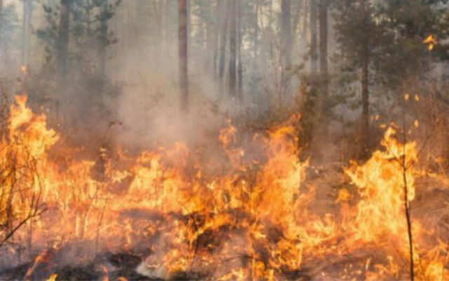 Продължава борбата с големия пожар на българо-гръцката граница