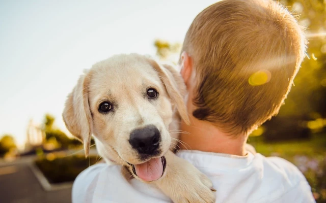 Как да се погрижим за домашните любимци в горещините?