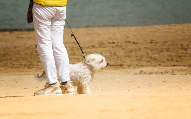 Съветите на "Четири лапи": На път с куче