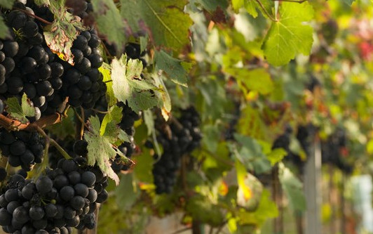 Лозари ще получат финансова помощ за борба с вредителите