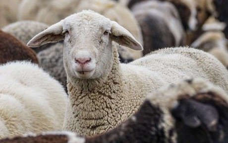 Шарка по овцете в Гърция заплашва България