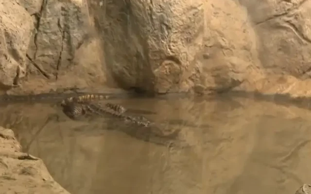 Как живее крокодилът от "Ботунец" в столичния зоопарк?