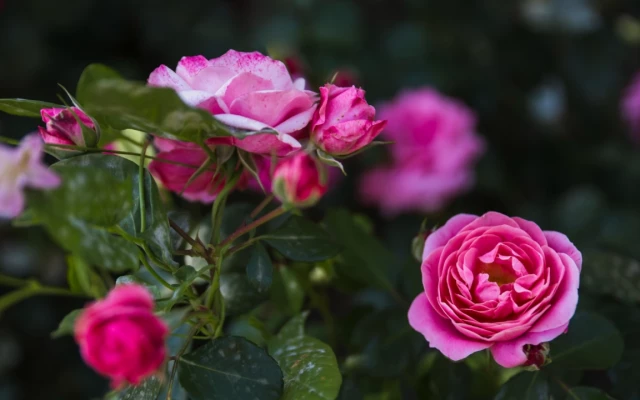 По кое време и как да пресадим розите си?