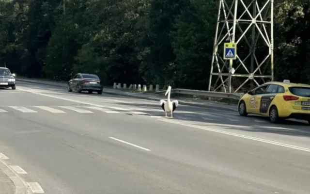 Пеликан се разходи по столичен булевард
