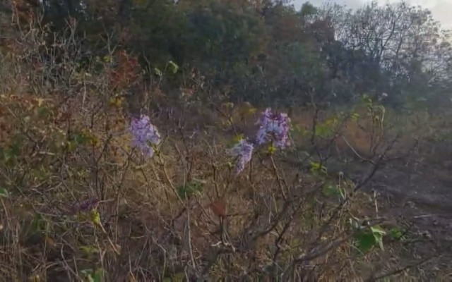 Цъфнали люляци през октомври изненадаха туристи и природолюбители в Родопите