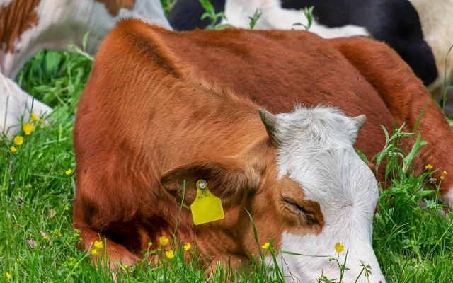 Защо десетки крави стоят с дни в камион между Турция и България?