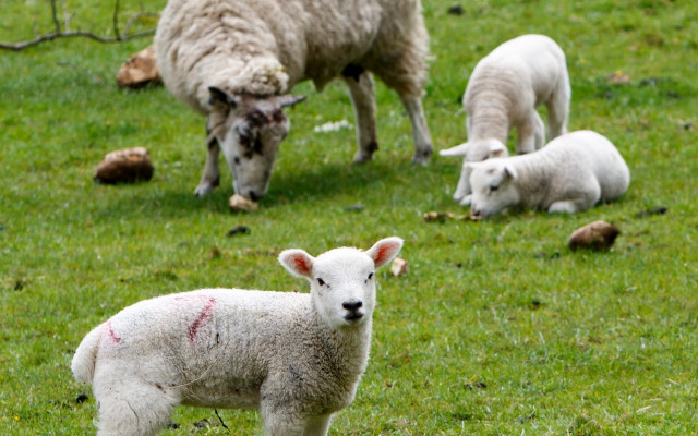 Има ли болни животни около огнището на шарка в Сливенско?