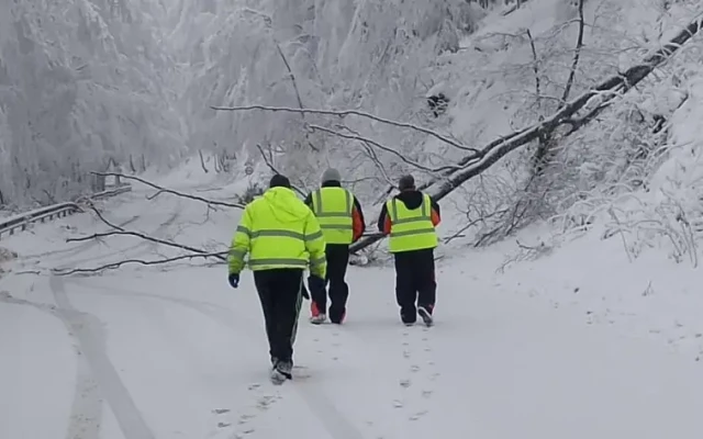 Ограничено е движението през прохода "Петрохан", премахват опасни дървета