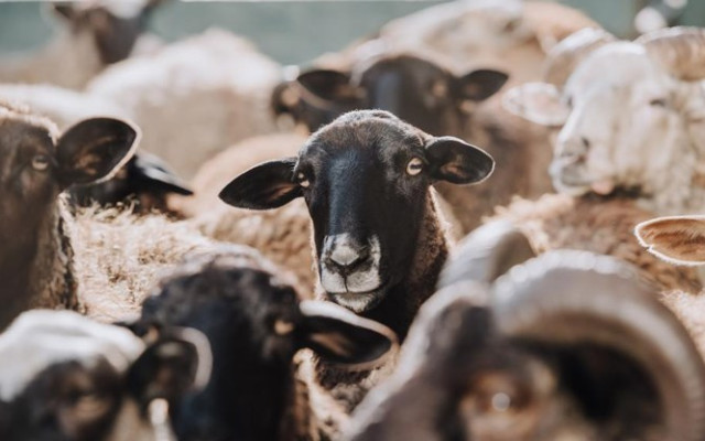 БАБХ започва масови прегледи за шарка по животните в Сливенско