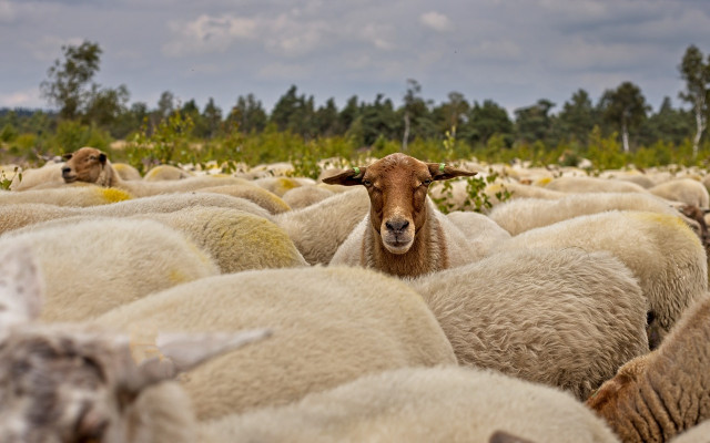 ЕК се произнесе за животните във Велинград: Искат незабавни мерки