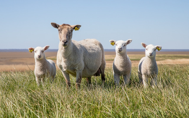 БАБХ: Неутрализирани са всички огнища на шарка по дребните преживни животни