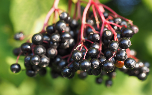 Сокът от черен бъз помага за контрол на телесното тегло