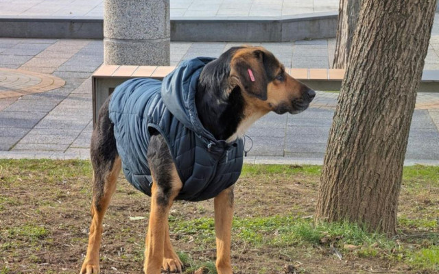 Доброто е навсякъде около нас: Мил човешки жест стопли бездомно куче