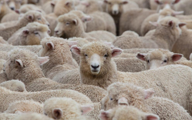 НС не удължи срока на временната комисия за огнищата на чума и шарка по животните